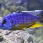 Protomelas spilonotus - Suzanne Roelse