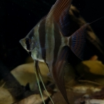 Pterophyllum altum "Orinoco" - Henry Bisschop