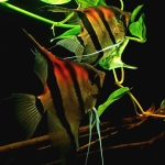  Pterophyllum scalare red back - koppel zet eieren af op het blad - Hendry Bisschop