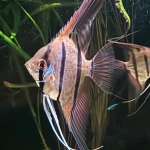 Pterophyllum scalare sp. "Rio Nanay" - Jaap Tuin