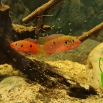 Rubricatochromis sp. Gabon 1 - Willy Bijker