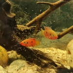 Rubricatochromis sp. Gabon 2 - Willy Bijker