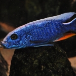 Sciaenochromis fryeri met een jonge Aulonocara jacobfreibergi in de bek