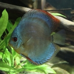 Symphysodon aequifasciatus - Suzanne Roelse