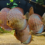 Symphysodon discus Kweker Weissflog Kleur red turquoise - Dennis Massop 2