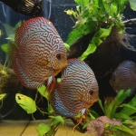 Symphysodon discus Kweker Weissflog Kleur red turquoise - Dennis Massop