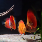 Symphysodon "Red Diamond" Jackson Keong - gedrag groeperen - Marcel Duppen