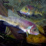 Theraps irregularis - Adri Hameeterman