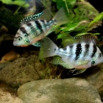 Thorichthys helleri "Rio Chacamax" - Tonnie Polman