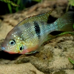 Thorichthys helleri "Rio Chacamax" - Tonnie Polman