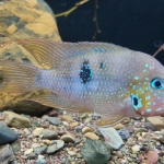 Thorichthys panchovillai - Johan Verheesen