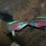Pelvicachromis sp. "Blue fin" Fotograaf: Tjeerd Nijboer