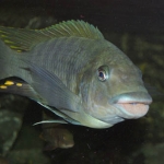 Petrochromis macrognathus Fotograaf: Tjeerd Nijboer