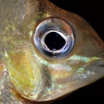 Biotodoma cupido  Fotograaf: Ton Engelen