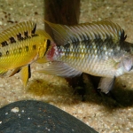 Apistogramma hongsloi  Fotograaf: Ton Engelen  