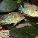 Geophagus sp. "Tapajos Red Head" Fotograaf: Ton Engelen