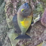 Tropheus Moorii kasakalawe vrouw met eieren - Mike Laan