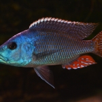 Tyrannochromis fuscotaeniatus - Johan Groffen