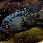 Vieja maculicauda met jongen - Adri Hameeteman