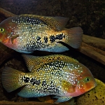 Vieja melanura - Adri Hameeteman