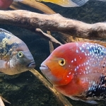 Vieja melanura spotted man en een Oscura heterospila man - Martijn van Cutsen