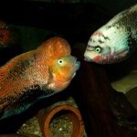 Vieja melanura en Vieja maculicauda strijd om territorium - Michael Pilack