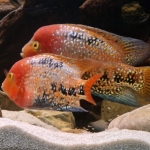 Vieja melanura spotted waken over hun nest - Martijn van Cutsen