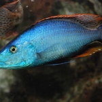 Dimidiochromis compressiceps Fotograaf: Wim Breukink  