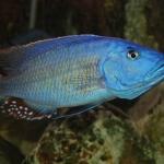 Tyrannochromis nigriventer Fotograaf: Wim Breukink