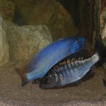 Tyrannochromis nigriventer Fotograaf: Wim Breukink