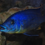 Eclectochromis ornatus Fotograaf: Wim Breukink