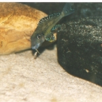 Xenotilapia papilio "Tembwe II" Fotograaf: Tjeerd Nijboer