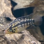 Apistogramma kullanderi - Yorick Schomaker