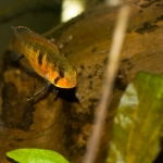 Apistogramma sp. blutkehl bewaakt jongen