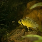 Apistogramma sp. blutkehl bewaakt jongen