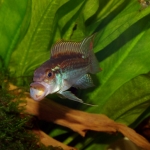 Apistogramma jurua in het aquarium van Erik Bakker