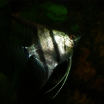 Pterophyllum sp.