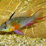 Mikrogeophagus altispinosus