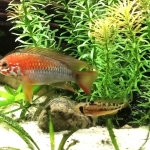  Koppel Apistogramma macmasteri redshoulder - Bettus Martens