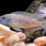  'Lamprologus' callipterus  Fotograaf: Melchior de Bruin