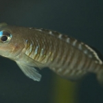 Neolamprologus signatus  Fotograaf: Mark Ros