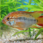 Apistogramma macmasteri man