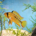 Apistogramma macmasteri vrouw