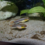 Congochromis dimidiatus