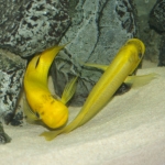 Petrochromis moshi "yellow"