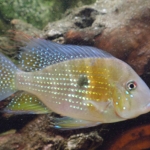 Acarichthys heckelii