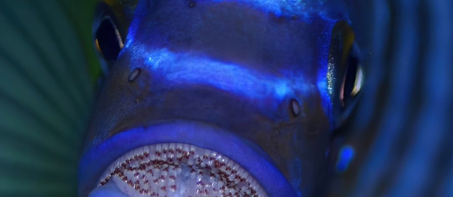 Metriaclima fainzilberi "Makonde" - Jan Fioole