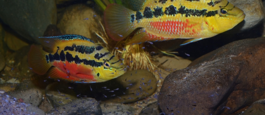  Trichromis salvini koppel met jongbroed - Jan Fioole