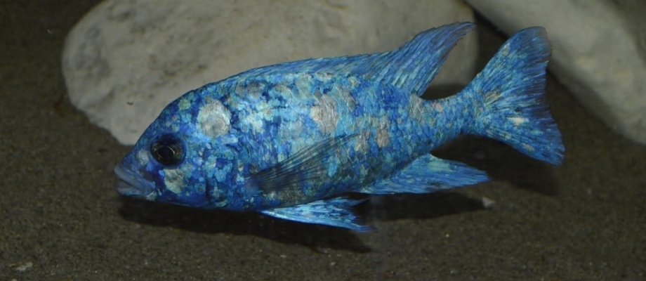 Placidochromis phenochilus tanzania - Morgan Malvezzi