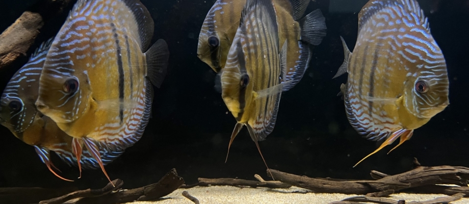 Symphysodon discus "Tureré Nhamundá amazonas Brasil" - Nanne Schriek